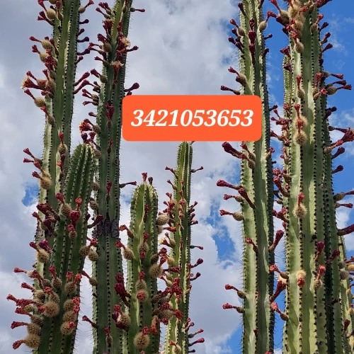 Imagen de servicio