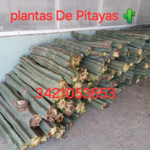 Imagen de servicio