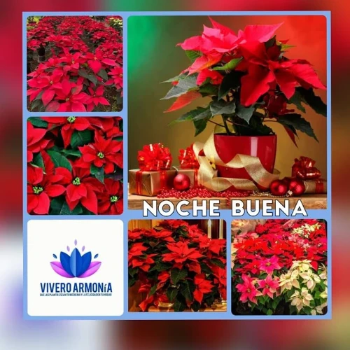 Imagen de servicio